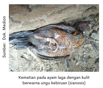 CRD dan Kolera pada Ayam Laga 1 Kematian ayam laga