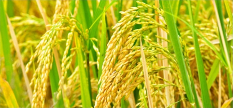 Kenali dan Kendalikan Wereng Batang Coklat