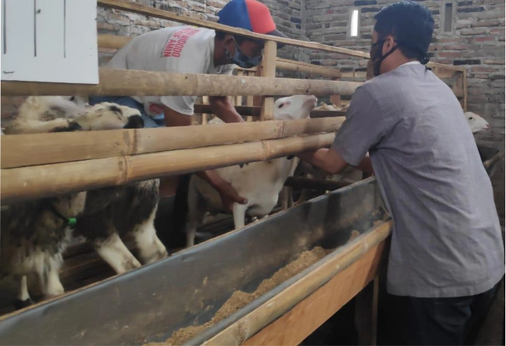 Manajemen Kesehatan Ternak Kambing dan Domba 4 Manajemen Kesehatan Ternak Kambing dan Domba