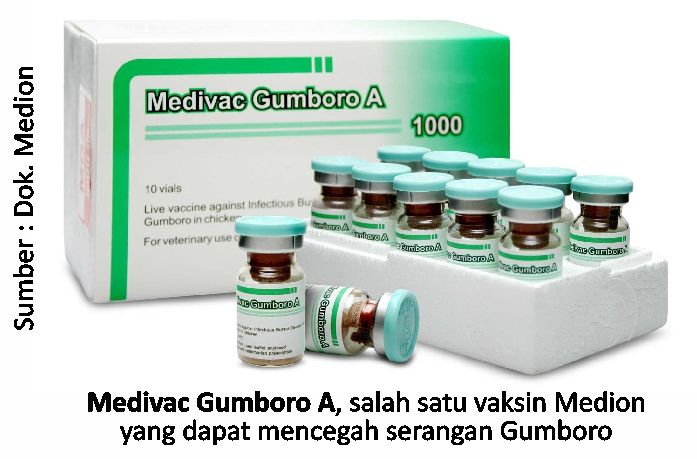 Strategi Efektif Cegah Gumboro Sejak Dini 8 Medivac Gumboro A