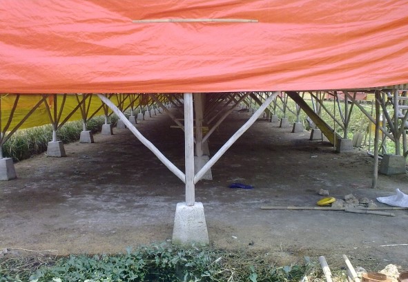 Mempertahankan Produksi Telur di Saat Musim Pancaroba
