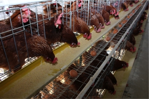 Info Medion 22 Menangani Ayam dengan Gejala Syaraf dan Feses Orange