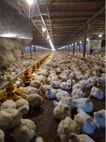 Info Medion 21 Mencapai Target Panen Ayam Broiler
