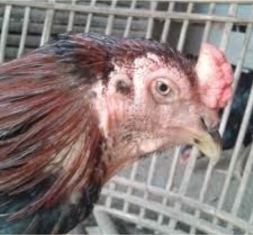 Info Medion 26 Mengatasi Ayam Laga Pucat dan Lesu