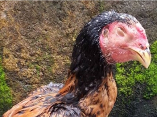 Info Medion 26 Mengenal Penyakit Coryza pada Ayam Laga