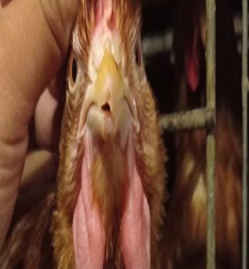 Info Medion 24 Mengenal-Penyakit-Fowl-Cholera-pada-Unggas_Rev