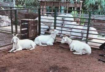 Mengenal Sistem Perkandangan Ternak Kambing 8 Mengenal Sistem Perkandangan Ternak Kambing