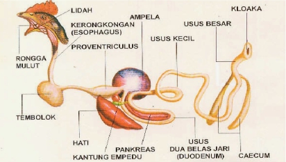 Info Medion 27 Meningkatkan Performa Saluran Pencernaan dengan Herbal