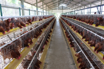 Info Medion 28 Menjaga Kesehatan Ayam Tanpa AGP