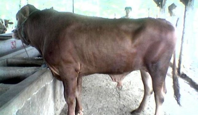 Menjaga Sapi Tetap Sehat 10 Menjaga Sapi Tetap Sehat