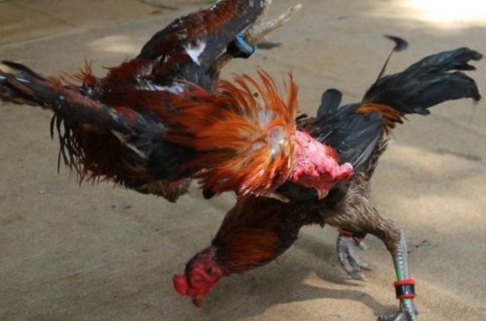 Info Medion 27 Menjaga Stamina Ayam Laga