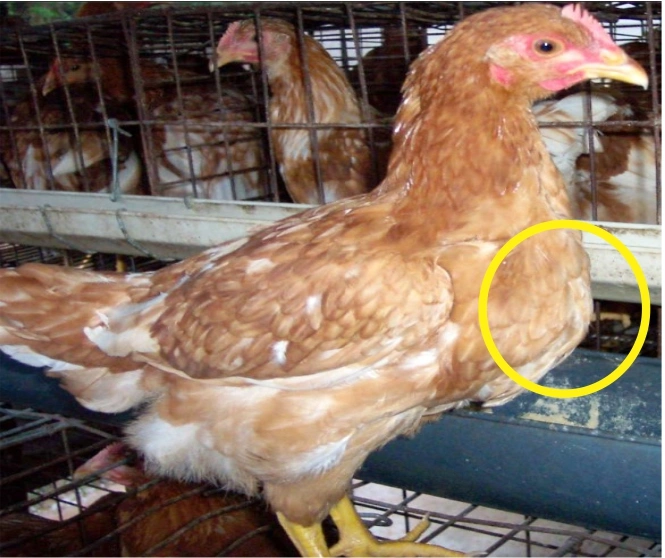 Info Medion 29 Optimalkan Konsumsi Ransum Ayam Petelur
