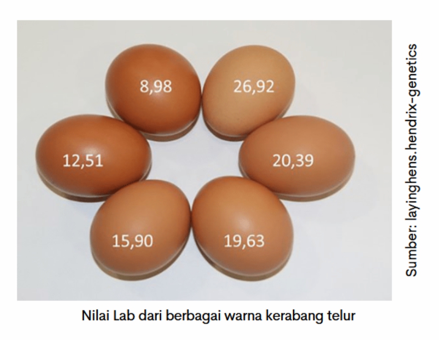 Optimalkan Kualitas Kerabang Telur 3 PER 03