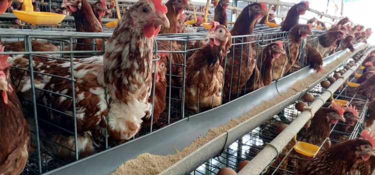 Info Medion 29 Pemberian Antibiotik Injeksi