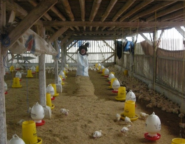 Info Medion 26 Pemberian Obat untuk Koksidiosis dan CRD