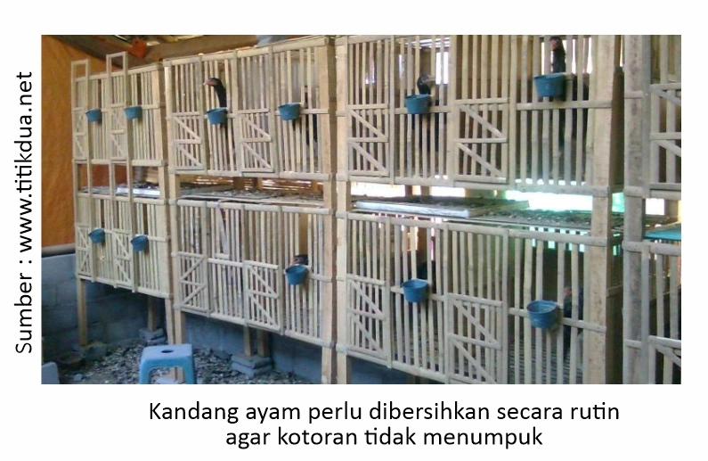 Mengatasi Cacingan pada Ayam Laga 5 Kebersihan kandang ayam
