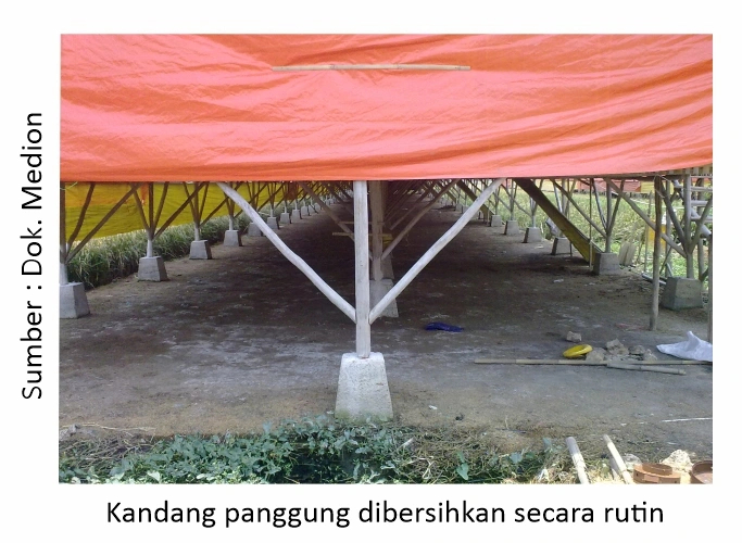 Mempertahankan Produksi Telur di Saat Musim Pancaroba 1 Pembersihan kandang panggung
