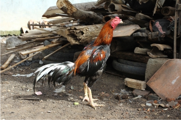 Info Medion 28 Pemeliharaan Kesehatan Ayam Laga