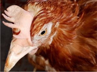 Penanganan Ayam Pucat dan Mematuk Kaki