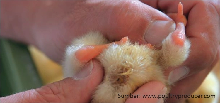 Penanganan E.coli pada Ayam Muda