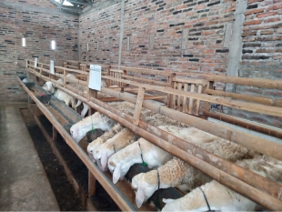 Penanganan Scabies pada Kambing 10 Penanganan Scabies pada Kambing