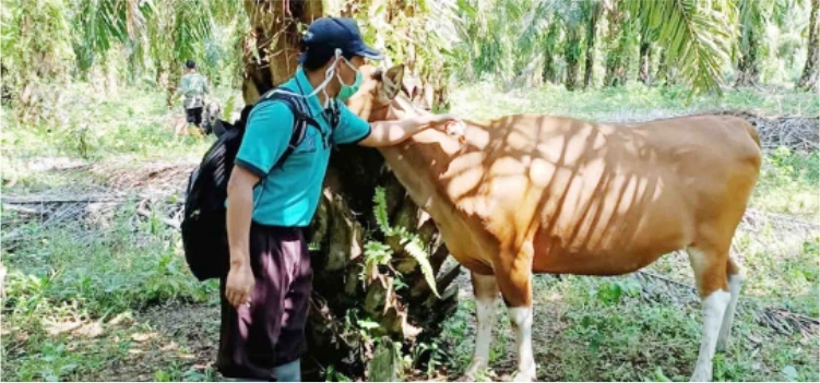 Penanganan dan Pencegahan Penyakit Jembrana Sapi 1 Penanganan dan Pencegahan Penyakit Jembrana Sapi