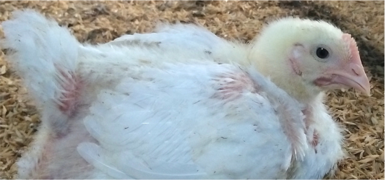 Pengaruh Resistensi Antibiotik dan Cara Mengendalikannya