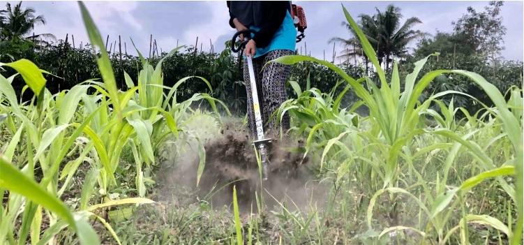 Pengendalian Gulma pada Tanaman Jagung