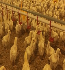 Info Medion 27 pentingnya mengobati ayam