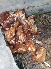 Info Medion 26 Penyakit Aratan pada Ayam