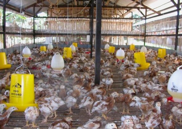 Info Medion 29 Penyebab Ayam Terlambat Berproduksi