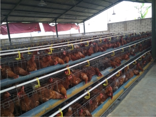 Info Medion 21 Peranan Enzim untuk Ayam