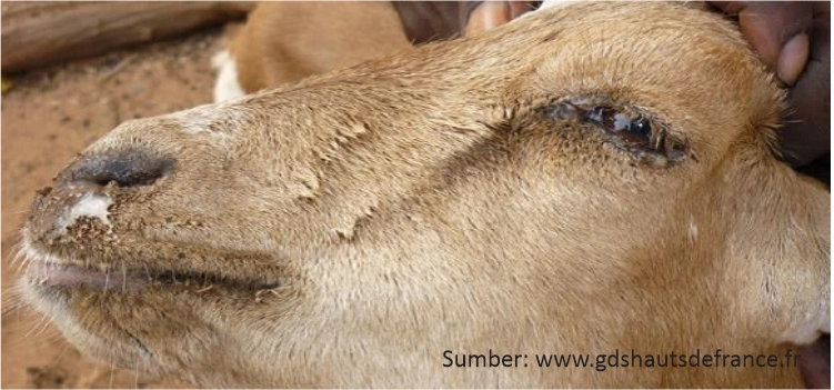Peste Des Petits Ruminants (PPR) pada Kambing/Domba 9 Peste Des Petits Ruminants (PPR) pada Kambing/Domba