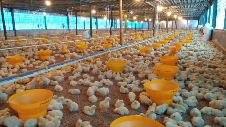 Info Medion 26 Pola Pertumbuhan Ayam Broiler