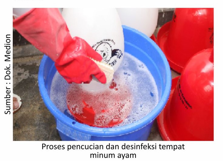 Optimal Menjaga Kualitas Air di Peternakan 4 Proses pencucian dan desinfeksi tempat minum ayam