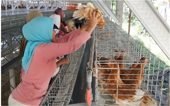 Info Medion 22 Pullet, Penentu Keberhasilan Budi Daya Petelur