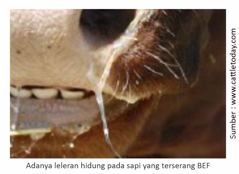 Mewaspadai BEF Saat Pancaroba dan Cuaca Ekstrem 1 Adanya leleran hidung sapi BEF