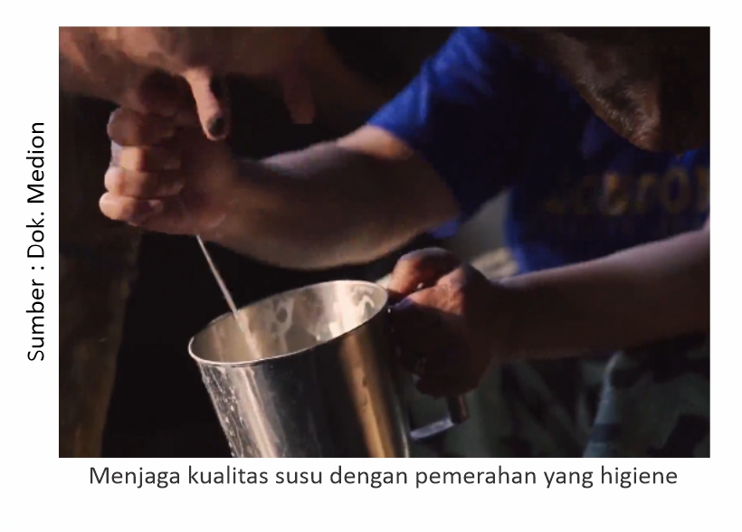 Menjaga Kualitas Susu Sapi 1 Pemerahan higiene