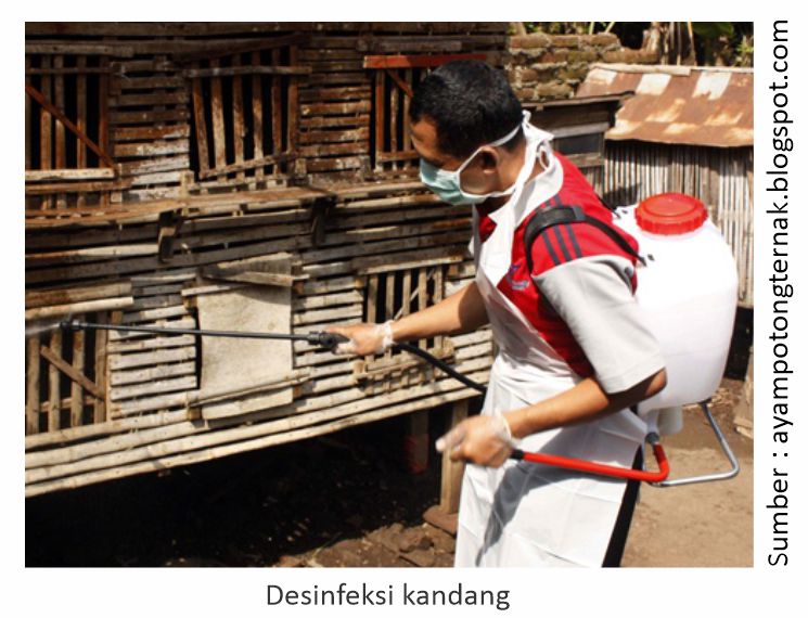 Menjaga Kesehatan Ayam Laga Saat Musim Hujan 1 desinfeksi kandang