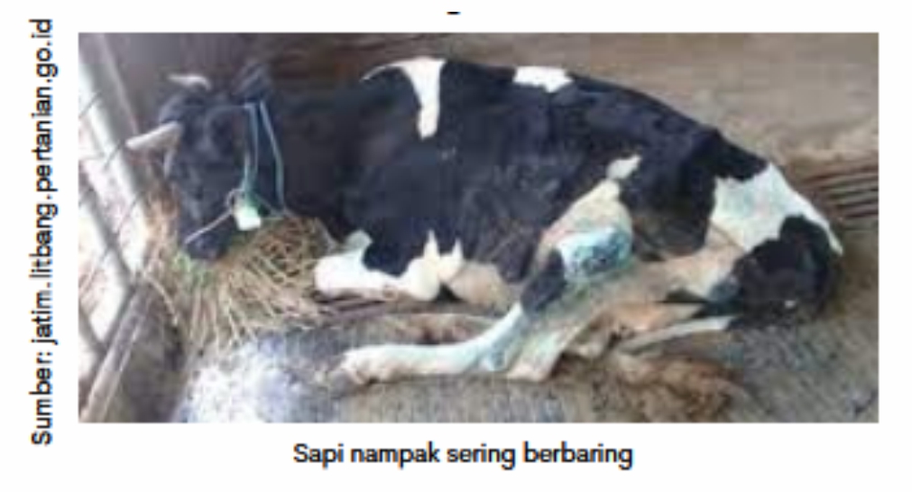 Mencegah dan Menangani Asidosis pada Sapi 1 RK 01