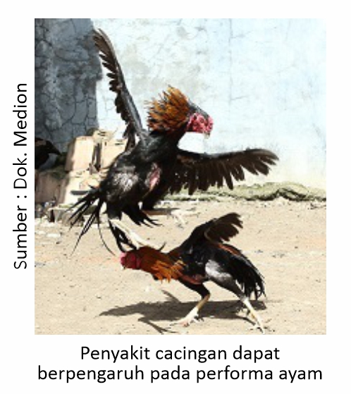 Mengatasi Cacingan pada Ayam Laga 2 Pengaruh cacingan