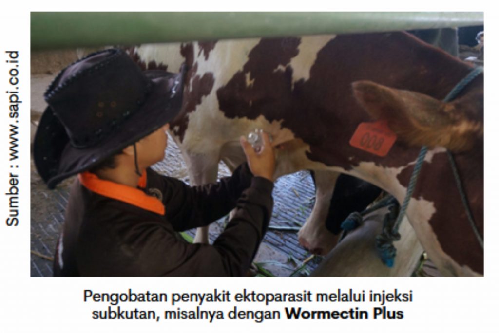 Pengendalian Ektoparasit Pada Ternak Ruminansia 2 RK 02 1024x684 1