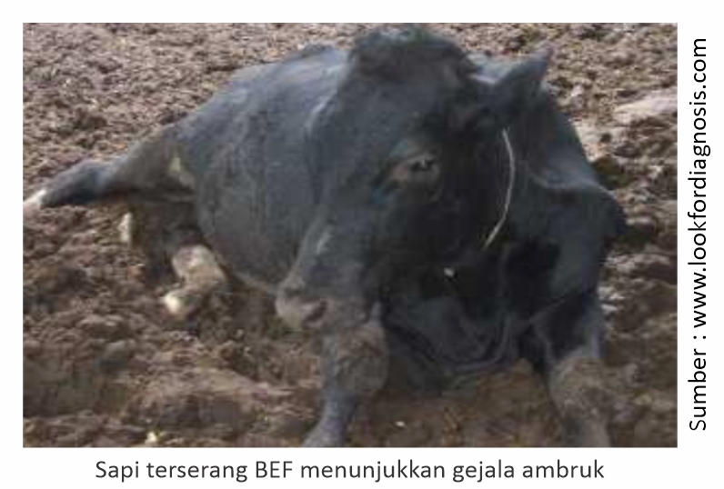 Mewaspadai BEF Saat Pancaroba dan Cuaca Ekstrem 2 gejala ambruk sapi BEF