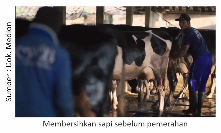 Menjaga Kualitas Susu Sapi 2 Membersihkan sapi