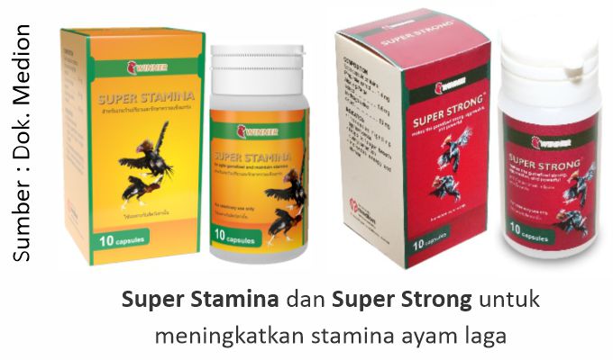 Menjaga Kesehatan Ayam Laga Saat Musim Hujan 3 super stamina dan super strong