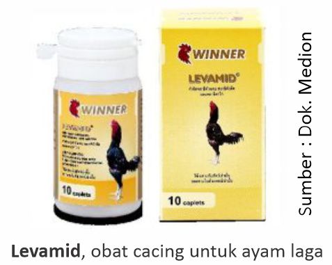 Menjaga Kesehatan Ayam Laga Saat Musim Hujan 4 levamid