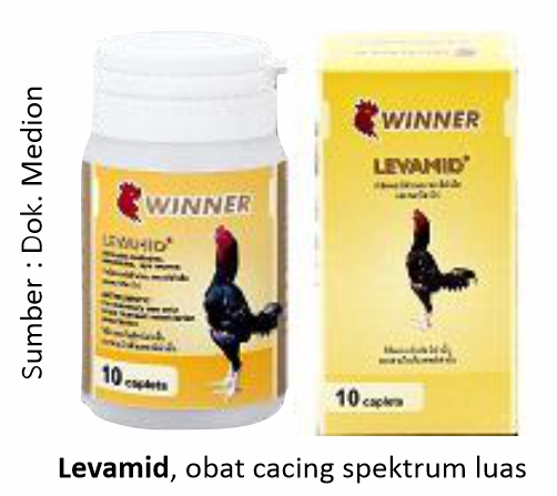 Mengatasi Cacingan pada Ayam Laga 4 Levamid