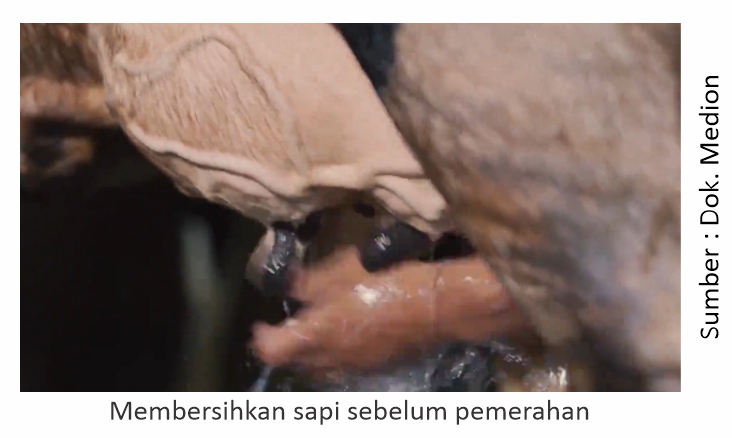 Menjaga Kualitas Susu Sapi 4 Membersihkan sapi sebelum pemerahan