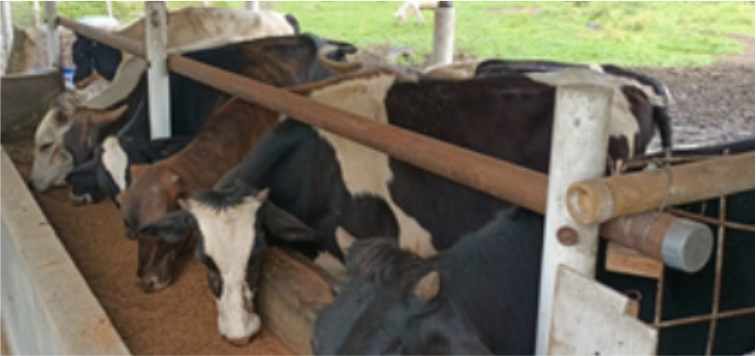Mencegah dan Menangani Asidosis pada Sapi 6 RK 1 2
