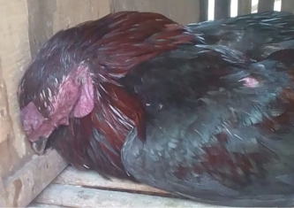 Info Medion 27 Kematian Mendadak pada Ayam Laga